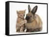 Ginger Kitten with Paw over Mouth of Lionhead-Cross Rabbit-Mark Taylor-Framed Stretched Canvas