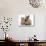 Ginger Kitten with Paw over Mouth of Lionhead-Cross Rabbit-Mark Taylor-Stretched Canvas displayed on a wall