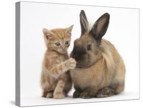 Ginger Kitten with Paw over Mouth of Lionhead-Cross Rabbit-Mark Taylor-Stretched Canvas