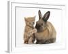 Ginger Kitten with Paw over Mouth of Lionhead-Cross Rabbit-Mark Taylor-Framed Photographic Print