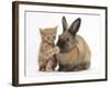 Ginger Kitten with Paw over Mouth of Lionhead-Cross Rabbit-Mark Taylor-Framed Photographic Print