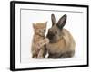 Ginger Kitten with Paw over Mouth of Lionhead-Cross Rabbit-Mark Taylor-Framed Photographic Print