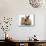 Ginger Kitten with Paw over Mouth of Lionhead-Cross Rabbit-Mark Taylor-Mounted Photographic Print displayed on a wall