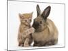 Ginger Kitten with Paw over Mouth of Lionhead-Cross Rabbit-Mark Taylor-Mounted Photographic Print