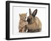 Ginger Kitten with Paw over Mouth of Lionhead-Cross Rabbit-Mark Taylor-Framed Photographic Print