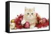 Ginger Kitten with Red Tinsel and Christmas Decorations-Mark Taylor-Framed Stretched Canvas