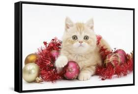 Ginger Kitten with Red Tinsel and Christmas Decorations-Mark Taylor-Framed Stretched Canvas