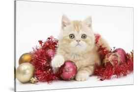 Ginger Kitten with Red Tinsel and Christmas Decorations-Mark Taylor-Stretched Canvas