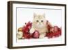 Ginger Kitten with Red Tinsel and Christmas Decorations-Mark Taylor-Framed Photographic Print