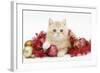 Ginger Kitten with Red Tinsel and Christmas Decorations-Mark Taylor-Framed Photographic Print