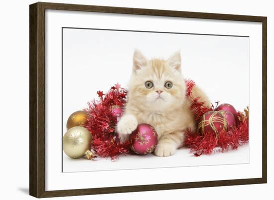 Ginger Kitten with Red Tinsel and Christmas Decorations-Mark Taylor-Framed Photographic Print