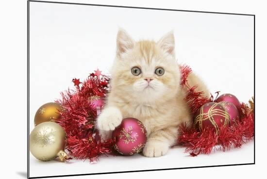 Ginger Kitten with Red Tinsel and Christmas Decorations-Mark Taylor-Mounted Photographic Print