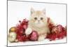 Ginger Kitten with Red Tinsel and Christmas Decorations-Mark Taylor-Mounted Photographic Print
