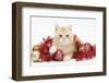 Ginger Kitten with Red Tinsel and Christmas Decorations-Mark Taylor-Framed Photographic Print