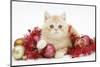 Ginger Kitten with Red Tinsel and Christmas Decorations-Mark Taylor-Mounted Photographic Print