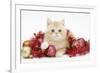 Ginger Kitten with Red Tinsel and Christmas Decorations-Mark Taylor-Framed Photographic Print