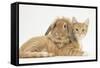 Ginger Kitten with Sandy Lionhead-Lop Rabbit-Mark Taylor-Framed Stretched Canvas