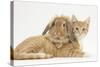 Ginger Kitten with Sandy Lionhead-Lop Rabbit-Mark Taylor-Stretched Canvas