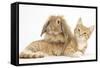 Ginger Kitten with Sandy Lionhead-Lop Rabbit-Mark Taylor-Framed Stretched Canvas