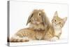 Ginger Kitten with Sandy Lionhead-Lop Rabbit-Mark Taylor-Stretched Canvas