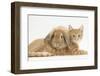 Ginger Kitten with Sandy Lionhead-Lop Rabbit-Mark Taylor-Framed Photographic Print