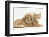 Ginger Kitten with Sandy Lionhead-Lop Rabbit-Mark Taylor-Framed Photographic Print