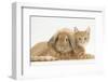 Ginger Kitten with Sandy Lionhead-Lop Rabbit-Mark Taylor-Framed Photographic Print