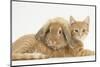 Ginger Kitten with Sandy Lionhead-Lop Rabbit-Mark Taylor-Mounted Photographic Print