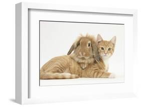 Ginger Kitten with Sandy Lionhead-Lop Rabbit-Mark Taylor-Framed Photographic Print