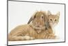Ginger Kitten with Sandy Lionhead-Lop Rabbit-Mark Taylor-Mounted Photographic Print