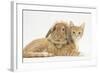 Ginger Kitten with Sandy Lionhead-Lop Rabbit-Mark Taylor-Framed Photographic Print