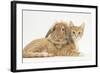 Ginger Kitten with Sandy Lionhead-Lop Rabbit-Mark Taylor-Framed Photographic Print