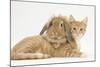 Ginger Kitten with Sandy Lionhead-Lop Rabbit-Mark Taylor-Mounted Photographic Print