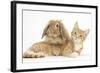 Ginger Kitten with Sandy Lionhead-Lop Rabbit-Mark Taylor-Framed Photographic Print