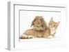 Ginger Kitten with Sandy Lionhead-Lop Rabbit-Mark Taylor-Framed Photographic Print