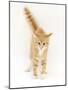 Ginger Kitten with Tail in the Air-Mark Taylor-Mounted Photographic Print