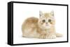 Ginger Kitten-Mark Taylor-Framed Stretched Canvas