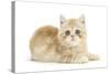 Ginger Kitten-Mark Taylor-Stretched Canvas