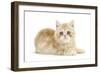 Ginger Kitten-Mark Taylor-Framed Photographic Print