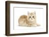 Ginger Kitten-Mark Taylor-Framed Photographic Print