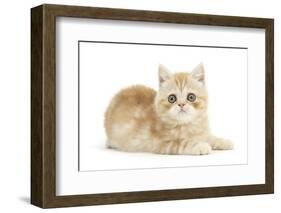 Ginger Kitten-Mark Taylor-Framed Photographic Print