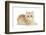 Ginger Kitten-Mark Taylor-Framed Photographic Print