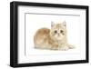 Ginger Kitten-Mark Taylor-Framed Photographic Print