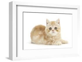 Ginger Kitten-Mark Taylor-Framed Photographic Print