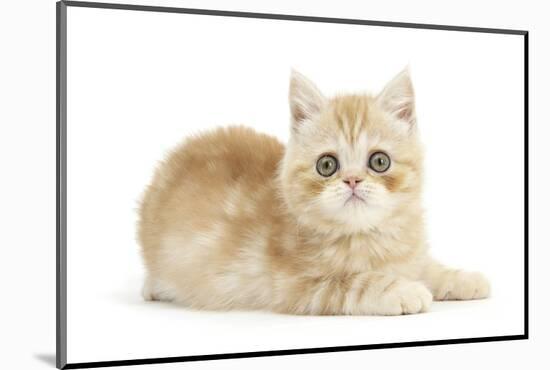 Ginger Kitten-Mark Taylor-Mounted Photographic Print
