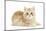 Ginger Kitten-Mark Taylor-Mounted Photographic Print