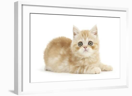 Ginger Kitten-Mark Taylor-Framed Photographic Print