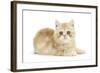 Ginger Kitten-Mark Taylor-Framed Photographic Print