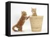 Ginger Kittens Playing in a Raffia Basket-Mark Taylor-Framed Stretched Canvas