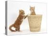 Ginger Kittens Playing in a Raffia Basket-Mark Taylor-Stretched Canvas